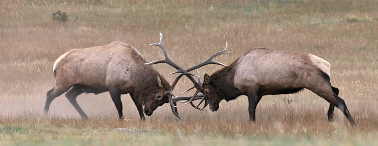 Elk Fight