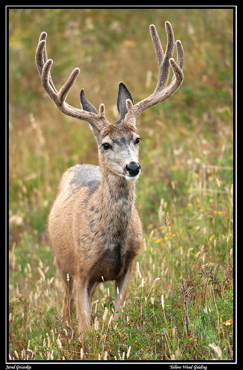 Mule Deer