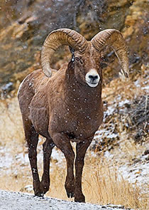 big horn sheep ram in the snow