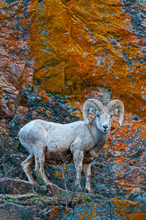 Big horn ram on rock with orange lichen, Wildlife Tour, Estes Park Photo Tour