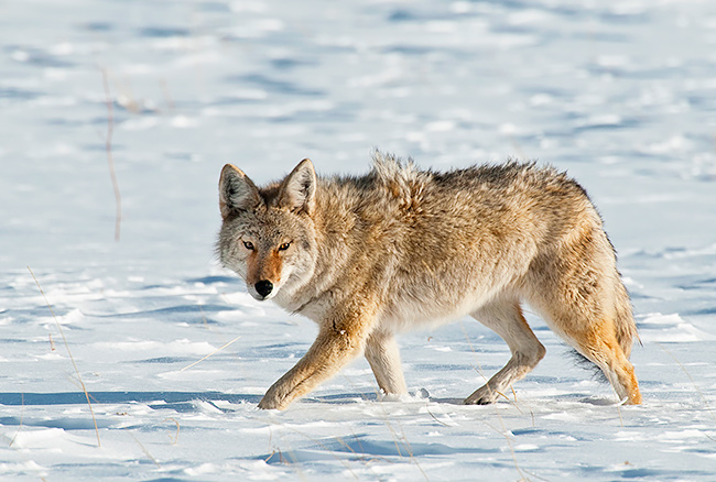 Coyote stare in the snow