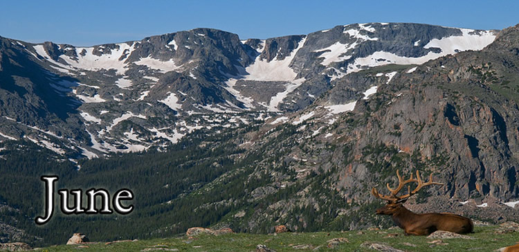 Trail Ridge Elk in the Tunrda June