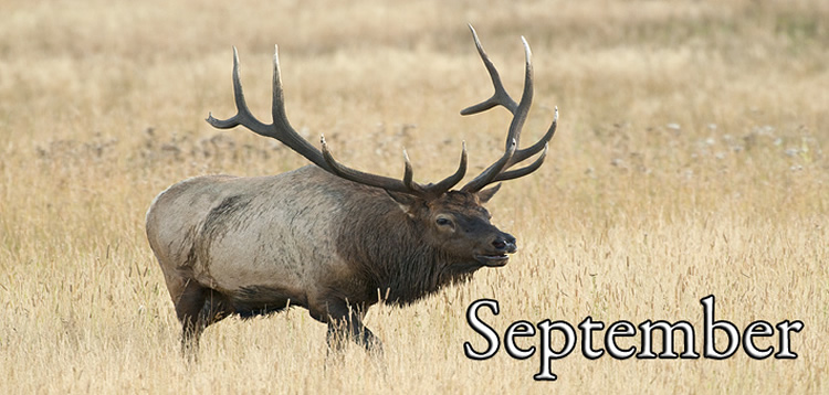Bull Elk in the Grass Sept