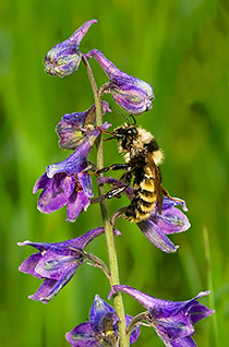 Larkspur with bumblebee