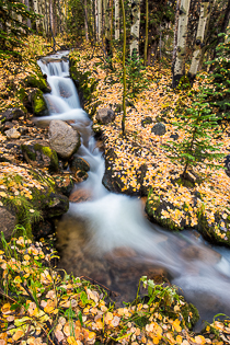Aspen Leaves along a brook in Rocky Mountain National Park