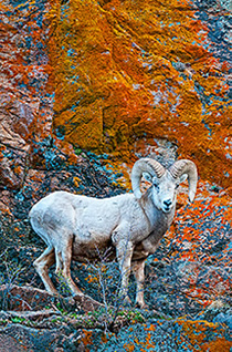 Big horn ram on rock with orange lichen