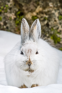 snowshoe hare white